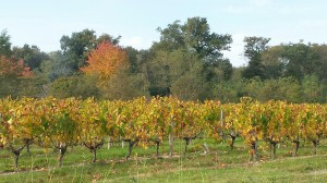 Vignes en automne 1_resized_1