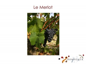 merlot